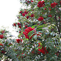 Саджанці Горобини звичайної (Sorbus aucuparia )