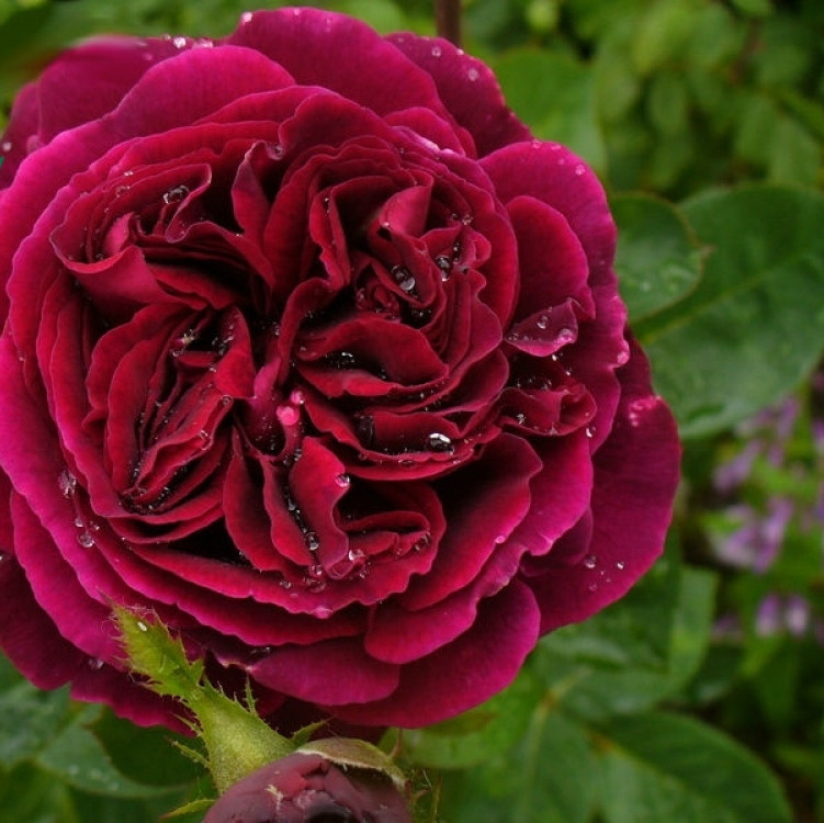 Саджанці англійської троянди Фальстаф (Rose Falstaff)