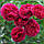 Саджанці англійської троянди Фальстаф (Rose Falstaff), фото 3