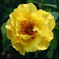 Саджанці плетистої троянди Лихткенигін Лючія (Rose Lichtkonigin Lucia)