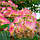 Саджанці Альбіції ленкоранської або ленкоранська акація (Albizia julibrissin), фото 3