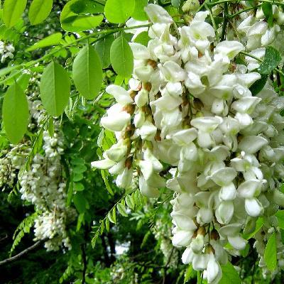 Саджанці Акації  Робінія Псевдоакація (Robinia pseudoacacia)