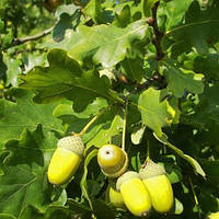 Саджанці Дуба черешкового (Quercus robur)