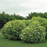 Саджанці чорної Бузини Лациніата (Sambucus nigra Laciniata)