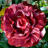 Саджанці плетистої троянди Брауні (Rose Brownie)