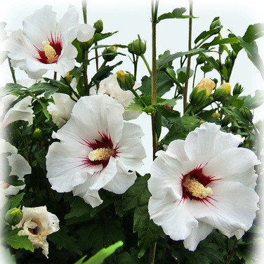 Саджанці Гібіскуса сирійського Ред Харт (Hibiscus syriacus Red Hear) 50-60 СМ