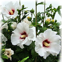 Саджанці Гібіскуса сирійського Ред Харт (Hibiscus syriacus Red Hear) 50-60 СМ