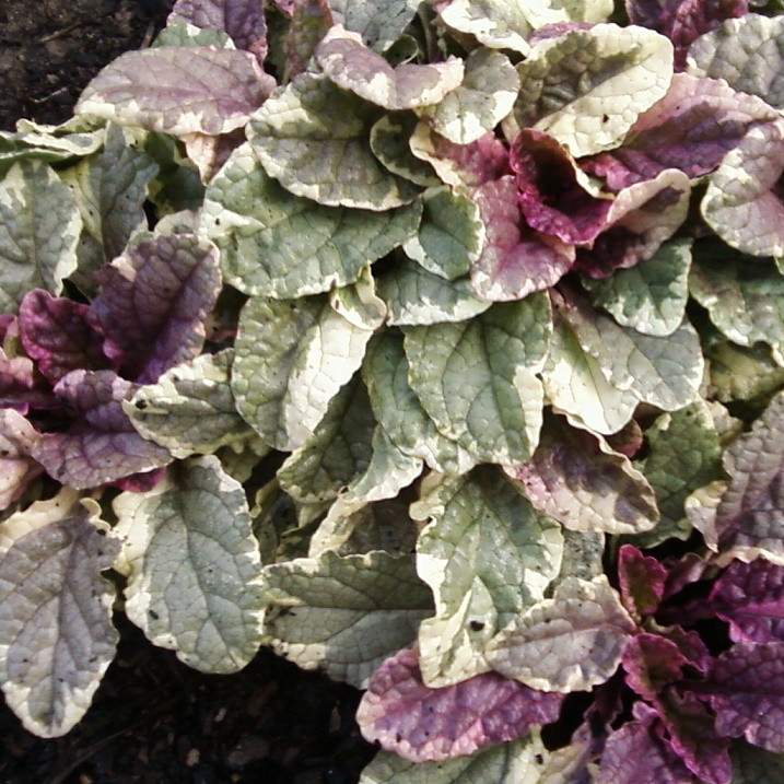 Саджанці Живучки повзучої Варієгата (Ajuga reptans var. Veriegata)