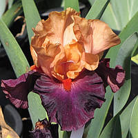 Ірис німецький Брагадочио (Iris germanica Braggadocio)