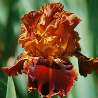 Ирис германский Капатоник (Iris germanica Copatonic)