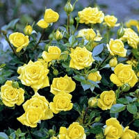 Саджанці бордюрної троянди Жовта Лялька (Yellow Doll)