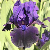 Ірис німецький Дарксайд (Iris germanica Dark Side)