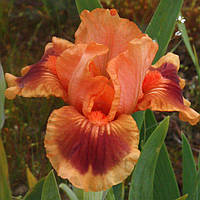 Ірис німецький Файр Флай (Iris germanica Fire Fly)