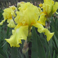 Ірис німецький Лайм Фізз (Iris germanica Lime Fizz)