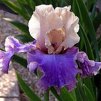 Ірис бородатий Поуэм оф Екстазі (Iris germanica Poem Ecstasy)
