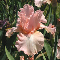 Ирис германский Ванити (Iris germanica Vanity)