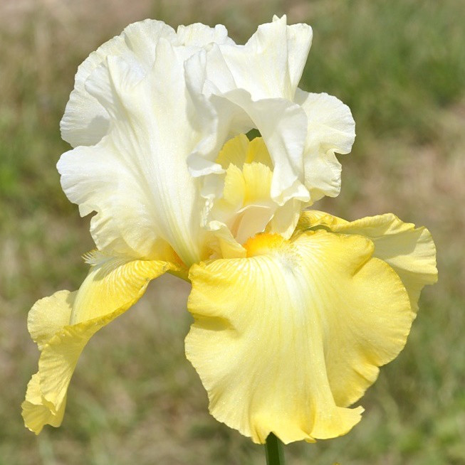 Ірис німецький Видинг Кенглес (Iris Germanica Wedding Candles)