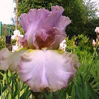 Ірис німецький Вет він Вет (Iris germanica Wet on Wet)