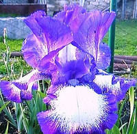 Ирис германский Вайт Эгоу Блу (Iris germanica White Ago Blue)