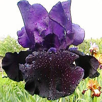 Ірис німецький Блек Дрэгэн (Iris Germanica Black Dragon)