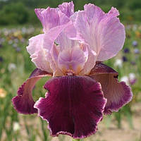 Ирис германский Лэтин Лавер (Iris germanica Latin Lover)