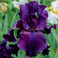 Ирис германский (бородатый) Суперстишн (Iris germanica Superstition)