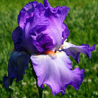 Ирис германский (бородатый) Лоунели Вулф (Iris germanica Lonely Wolf)