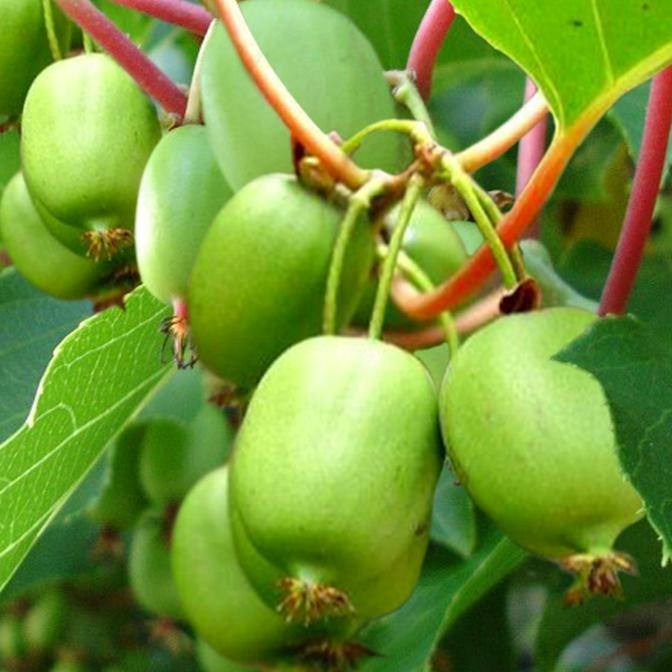 Саджанці Актинідії (ківі) Віті Ківі (Vitikiwi) дворічна - самоплідна, крупноплідна, солодка С1.5