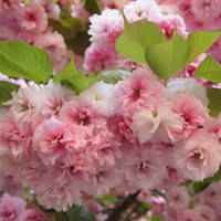 Саджанці Сакури кулястої Роял Бургунді (Prunus Serrulata Royal Burgundy)