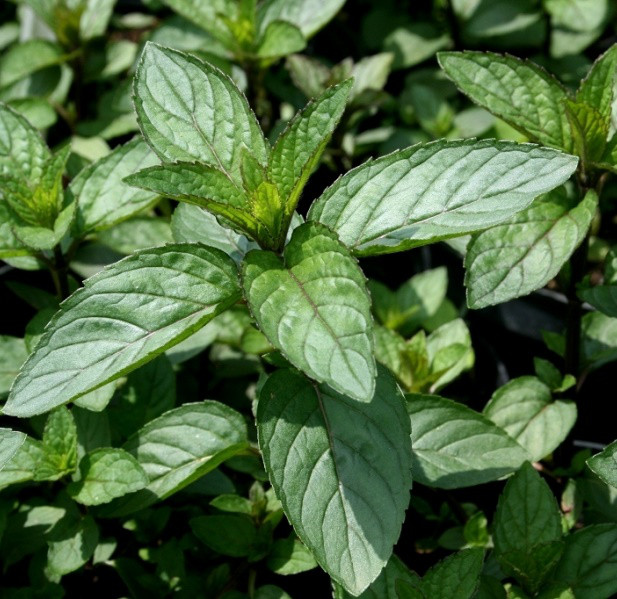 Саджанці М'яти Шоколадної (Mentha × piperita Chocolate Mint)