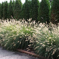 Саджанці Пеннісетума (Pennisetum)