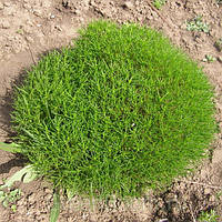 Саджанці Сантоліни зеленої (Santolina virens) Р9