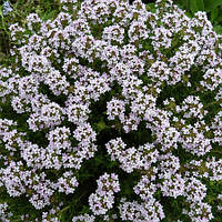 Саджанці Чебрецю звичайного (Thymus vulgaris)