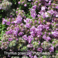 Саджанці Чебрецю раннього Пігмеус (Thymus praecox Pygmaeus) Р9