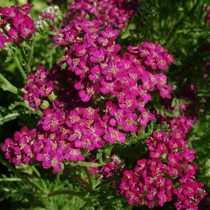 Саджанці Деревію звичайного (Achillea millefolium)