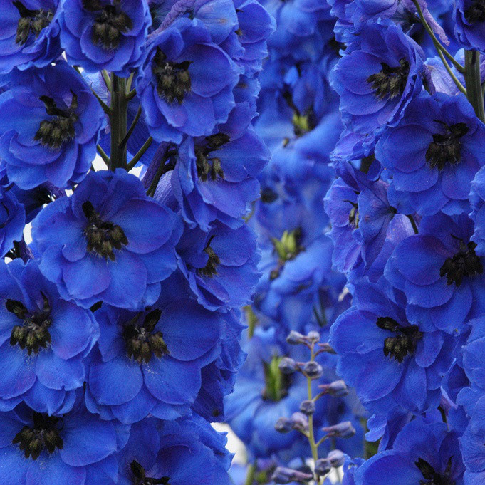Дельфініум багаторічний (Delphinium)