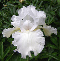 Ірис бородатий німецький Сніжний Вальс (Iris germanica Snow waltz)