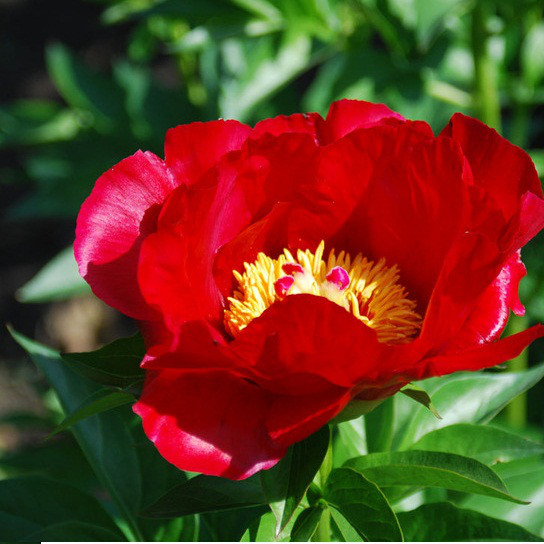 Саджанець Півонії Блейз (Paeonia Blaze)