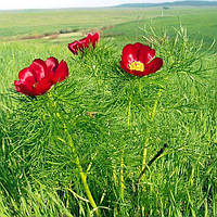 Саджанець Півонія тонколиста (Paeonia tenuifolia)