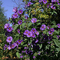 Саджанці Пасльону, Соланіума (Solanum)