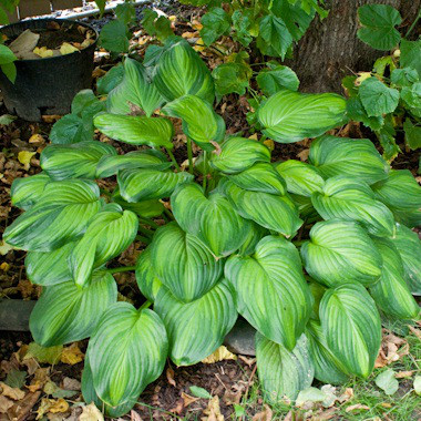 Саджанці Хости гібридної Гуакамоле (Hosta hybride Guacamole)