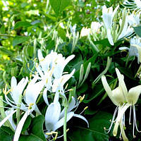 Саджанці Жимолості Джеральда (Lonicera giraldii)