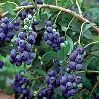 Саджанці Лохини Нортблю (Northblue) - середня, низькоросла, урожайна (2-х річна)