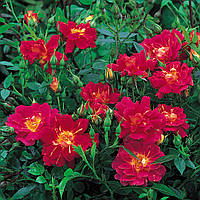 Саджанці бордюрної троянди Літтл Флірт (Rose Little Flirt)