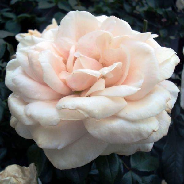 Саджанці плетистої троянди Шнеевальзер (Rose Schneewalzer)