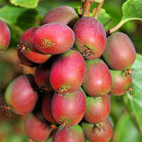 Саджанці актинідії (ківі) Ананасна (Ananasnaya) дворічна - жіночий сорт, морозостійка, урожайна С1.5