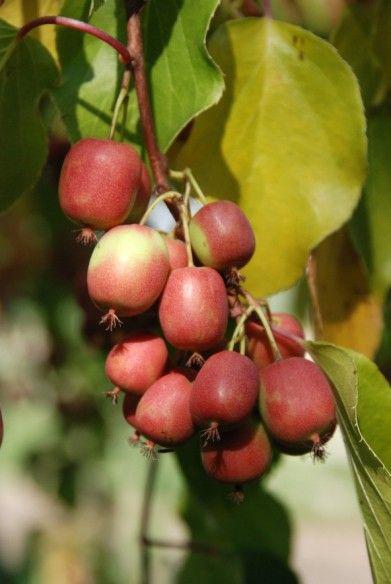 Саджанці актинідії (ківі) Ананасна (Ananasnaya) - жіночий сорт, морозостійка, урожайна Р9 - фото 2 - id-p1051231272