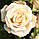 Саджанці спрей троянди Олеся (Olesya), фото 2