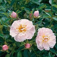 Саджанці ґрунтопокривної троянди Джентл Кавер (Rose Gentle Cover)
