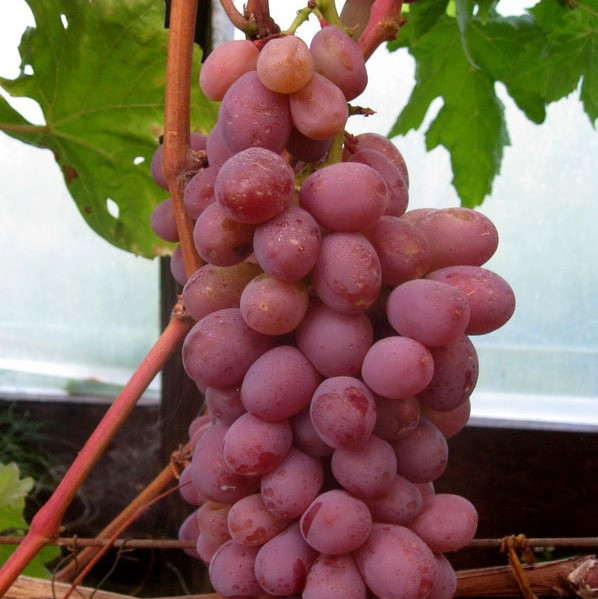 Саджанці Винограду Парфум - ранньо-середнього терміну, урожайний, морозостійкий
